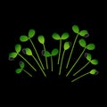 Microgreens Sunflower. Bunch of plants. Black background Royalty Free Stock Photo