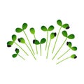 Microgreens Sunflower. Bunch of plants. White background Royalty Free Stock Photo