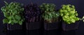 Microgreens of sunflower, purple radish and basil in plastic trays on black background, growing microgreens
