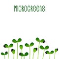 Microgreens Sunflower. Seed packaging design. Sprouting seeds of a plant