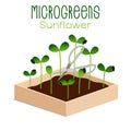 Microgreens Sunflower. Sprouts in a bowl. Sprouting seeds of a plant. Vitamin supplement, vegan food.