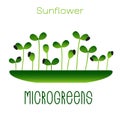 Microgreens Sunflower. Sprouts in a bowl. Sprouting seeds of a plant. Vitamin supplement, vegan food.