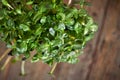 Microgreens sunflower on wooden background, Vegan micro sunflower greens shoots