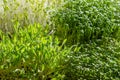 Microgreens in the sunlight, macro food photo