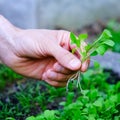 Microgreens superfood healthy organic food concept. Bunch of micro greens in human hand on seedbed background. Farmer inspect