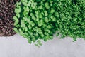 Microgreens. Superfood microgreen sprouts in plastic container close-up