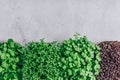 Microgreens. Superfood microgreen sprouts in plastic container close-up