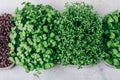 Microgreens. Superfood microgreen sprouts in plastic container close-up