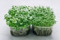 Microgreens. Superfood microgreen sprouts in plastic containers