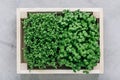 Microgreens. Superfood microgreen sprouts in wooden box