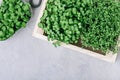 Microgreens. Superfood microgreen sprouts in wooden box