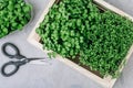 Microgreens. Superfood microgreen sprouts in wooden box