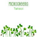 Microgreens Tatsoi. Seed packaging design. Sprouting seeds of a plant