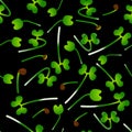 Microgreens Tatsoi. Sprouting seeds of a plant. Seamless pattern. Vitamin supplement, vegan food