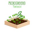 Microgreens Tatsoi. Sprouts in a bowl. Sprouting seeds of a plant. Vitamin supplement, vegan food
