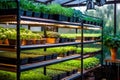 Microgreens under LED lights on vertical shelves. Farming technology with indoor racks full of micro greens. Ai, AI Generated Royalty Free Stock Photo