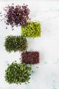 Microgreens. Various sprouts in plant pots for  garden and  salad. Royalty Free Stock Photo