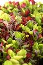 Microgreens vertical Royalty Free Stock Photo