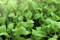 Microgreens in water drops. Chinese cabbage green sprouts. Cultivation of microgreens.Wating microgreens