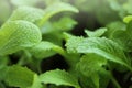 Microgreens in water drops. Cultivation of microgreens.Wating microgreens and seedlings.Chinese cabbage