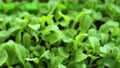 Microgreens in water drops close-up.green sprouts of Chinese cabbage. Cultivation of microgreens.Wating microgreens and