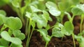 Microgreens in water drops. green sprouts of Chinese cabbage.Wating microgreens . Cultivation of microgreens