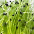 Microgreens on a white background. Onion sprouts on a white background close-up. Microgreen concept