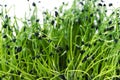 Microgreens on a white background. Onion sprouts on a white background close-up. Microgreen concept Royalty Free Stock Photo