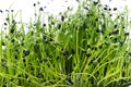 Microgreens on a white background. Onion sprouts on a white background close-up sun glare. Microgreen concept