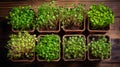 Microgreens in wooden containers on the table. View from above. Organic food. Different types of greens Royalty Free Stock Photo