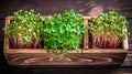 Microgreens in wooden containers on the table. View from above. Organic food. Different types of greens. Royalty Free Stock Photo