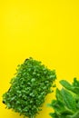 Microgreens Young Fresh Sprouts of Potted Water Cress Bunch of Mint on Yellow Background. Gardening Healthy Plant Based Diet