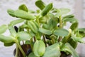 Microgrid germinate in a pot. Vegan micro-shoots of sunflower greens. A growing concept of healthy eating. Sprouted sunflower