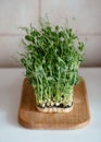 Microgrin of green peas