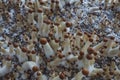Microgrowing of Psilocybe Cubensis mushrooms. Mycelium of psilocybin psychedelic mushrooms Golden teacher. Royalty Free Stock Photo