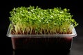 Microgrowth grows in a container Royalty Free Stock Photo