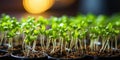Microgrowth seedlings in pots. The concept of greenery, seedlings. Royalty Free Stock Photo