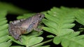 Microhyla berdmorei, Beautiful Frog, Frog on green leaf