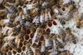 Microimage of worker bees on honey cells Royalty Free Stock Photo