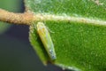 Microleafhopper on a leaf, Lindbergina Aurovittata leafhopper Royalty Free Stock Photo