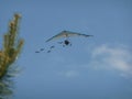 Microlight flying with geese Royalty Free Stock Photo