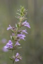 Micromeria graeca plant of the Labiatae family with small purple pink flowers