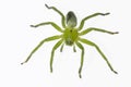 Micrommata ligurina. Family Sparassidae. Spider isolated on a white background Royalty Free Stock Photo