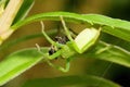 Micrommata virescens