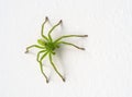 Micrommata virescens green huntsman spider Royalty Free Stock Photo