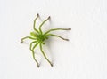 Micrommata virescens green huntsman spider