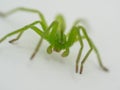 Micrommata virescens green huntsman spider Royalty Free Stock Photo