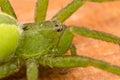 Micrommata virescens portrait Royalty Free Stock Photo