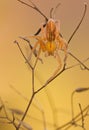Micrommata virescens spider in nature