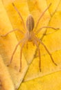 Micrommata virescens spider in nature Royalty Free Stock Photo